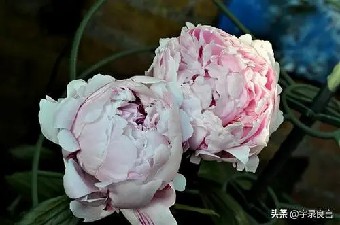 的很重要不是可有可无的许多研究表明当员工......《高增长手册》摘录